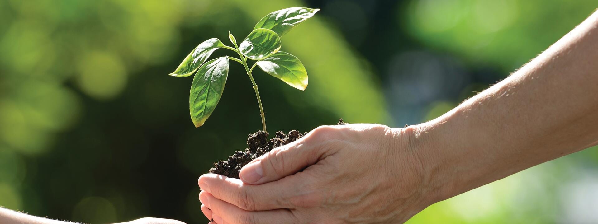 hands holding a small plant