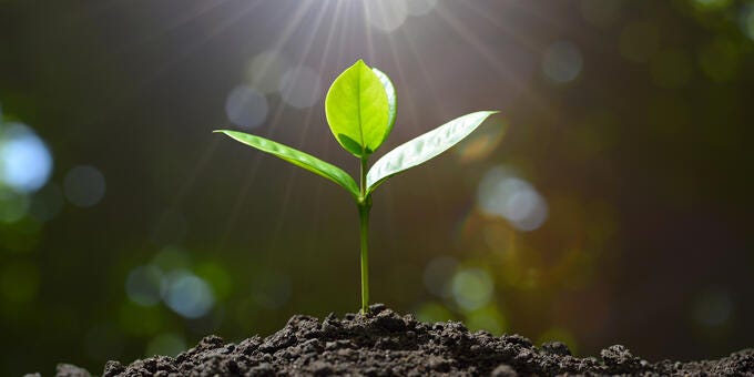 a small plant growing out of the ground